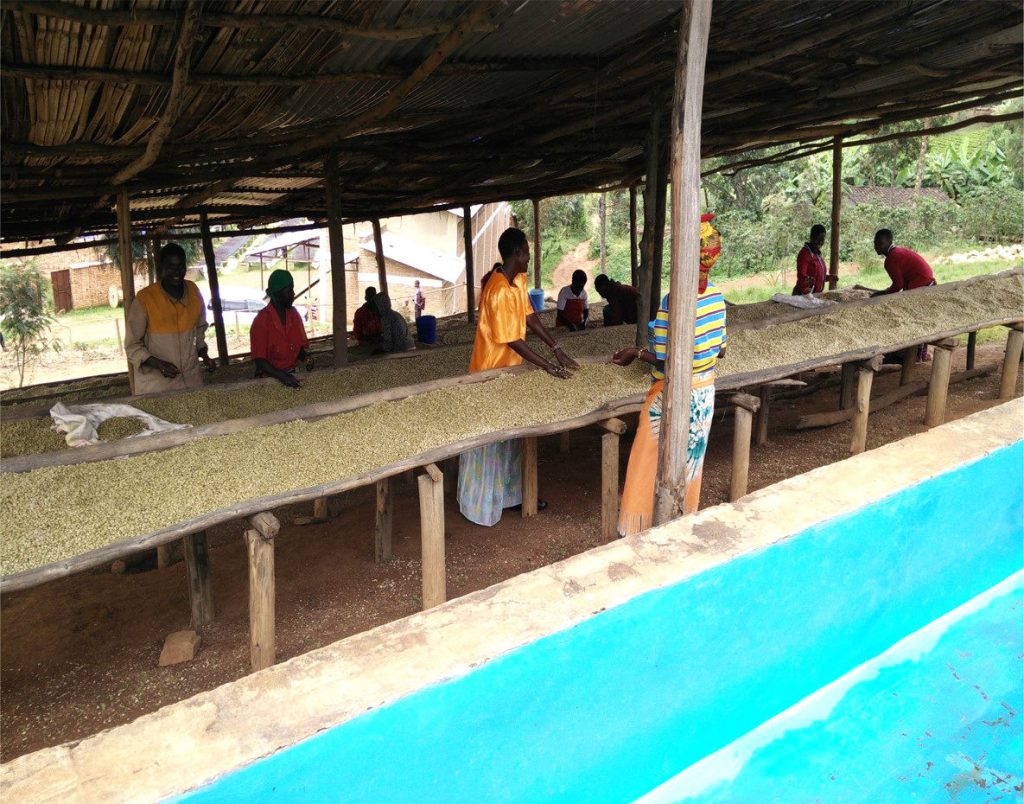 Workers sort dried coffee beans on long drying beds in Burundi