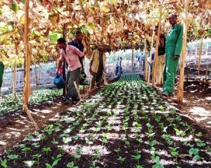 Workers tending to coffee seedlings - Gedeb in Ethiopia