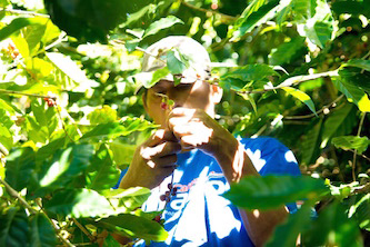 Man inspecting coffee tree on Damarli Estate in Panama