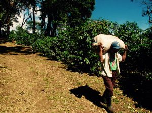 Damarli worker carrying a large sack of coffee cherries on dirt path