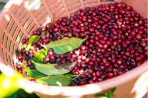 Damarli Estate coffee cherries in a basket