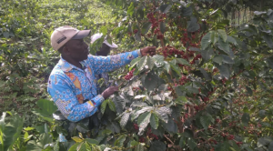 Workers harvesting coffee cherries at Coopade in Congo (DRC)