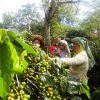 Takengon Workers harvesting coffee cherries, Indonesian Sumatra