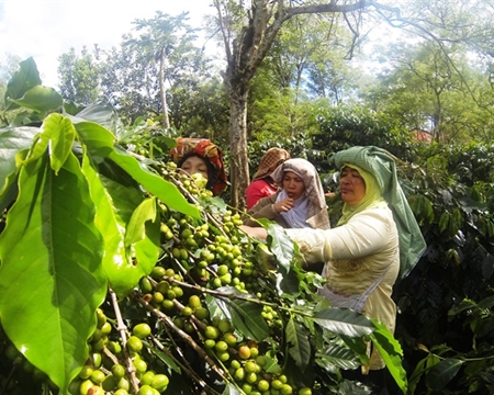 Takengon Workers harvesting coffee cherries, Indonesian Sumatra