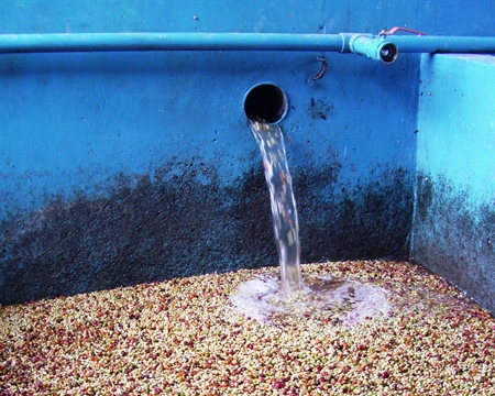 Water pouring on coffee beans or cherries for the wet hull process, Takengon Indonesian Sumatra