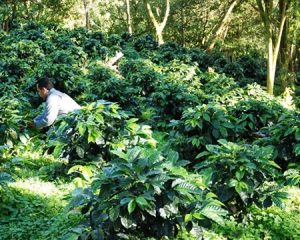 Worker among small coffee plants at Villa Rica in Peru