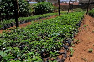 Coffee seedlings, Kenya