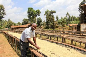 Worker sorting coffee beans on drying beds, Kenya