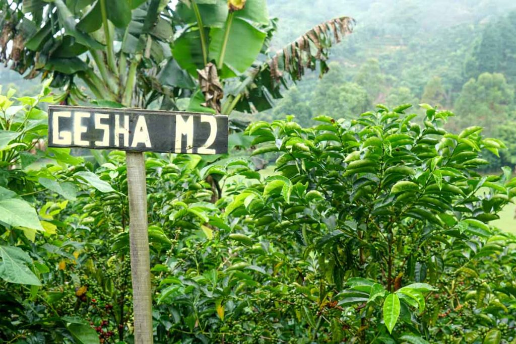 Sign that says Gesha M2 in front of coffee plants
