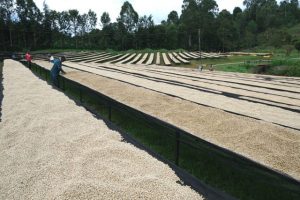 Coffee beans on large drying beds Kirinyaga Kenya