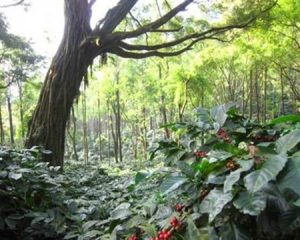 Coffee plants in the forest in Arabidecool, India