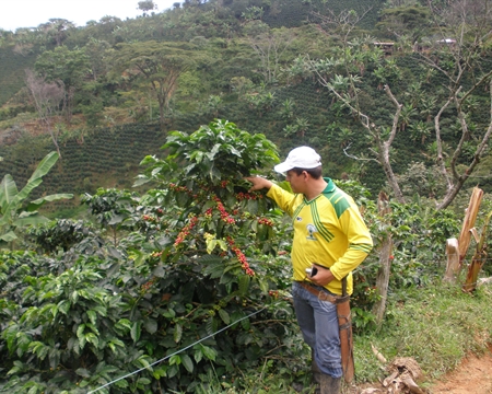 Farmer checking on coffee plant in Bilbao, Colombia