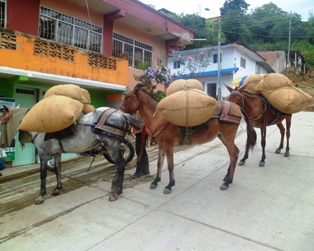 Horses carrying several large sacks of coffee beans in Bilbao, Colombia