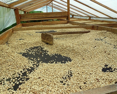 Coffee beans drying in beds in Bilbao, Colombia