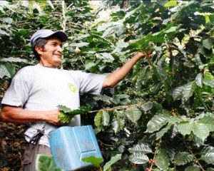 Peru Cautijo farmer harvesting coffee cherries