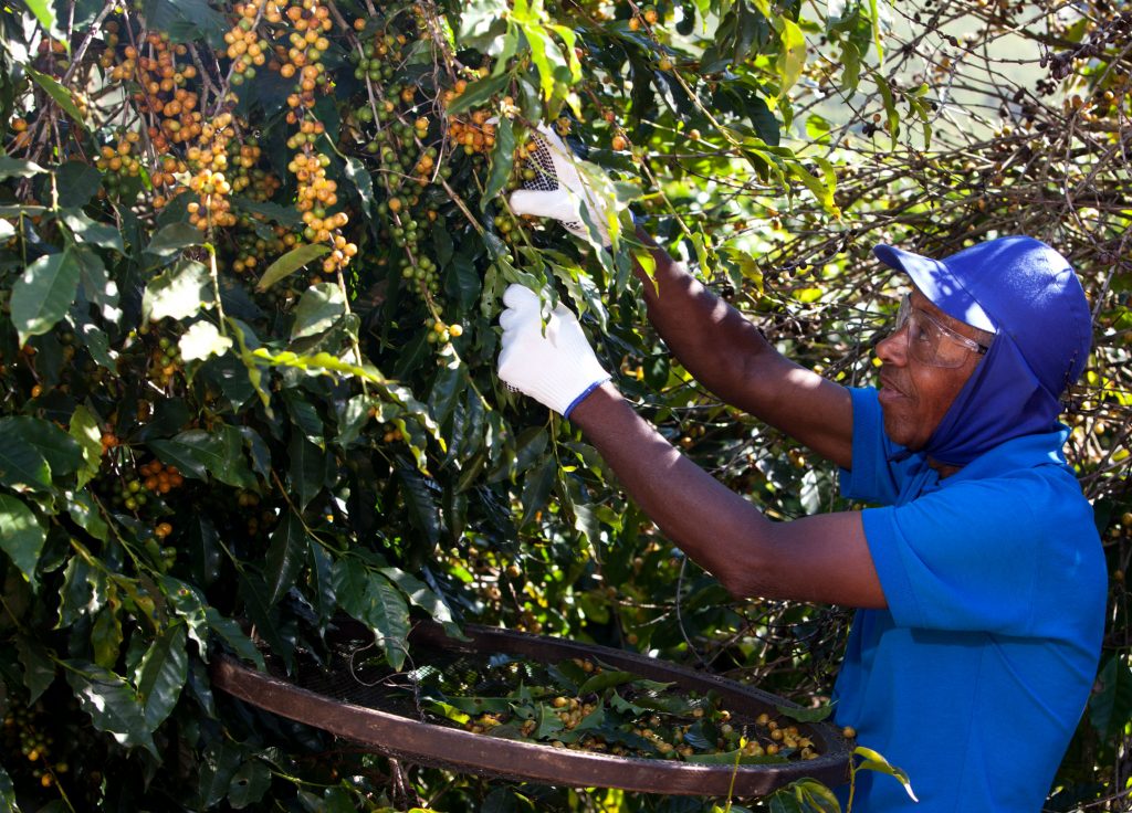 Farmer harvesting coffee cherries by hand in Mantiqueira, Brazil