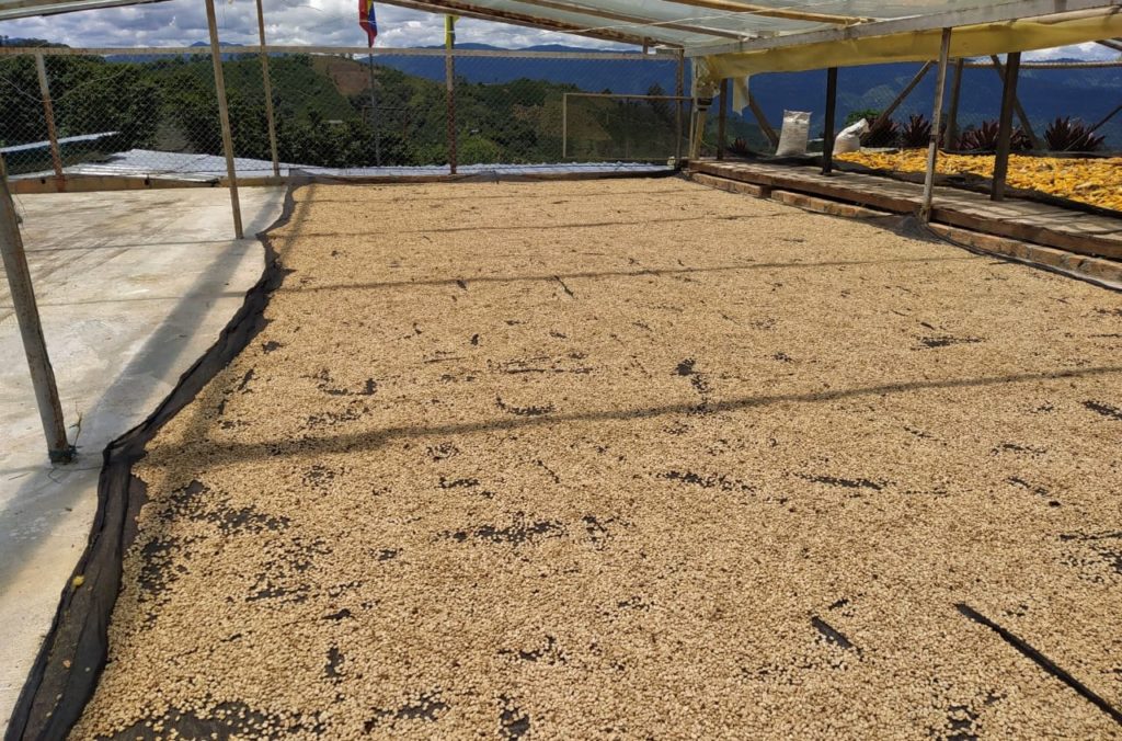 palestina coffee drying