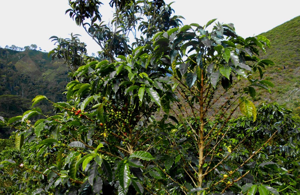 Coffee tree in Palestina