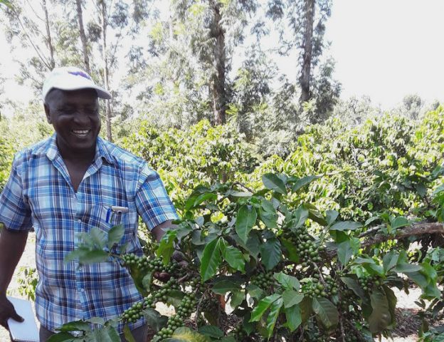 Man laughing and looking at green coffee cherries in Kenya