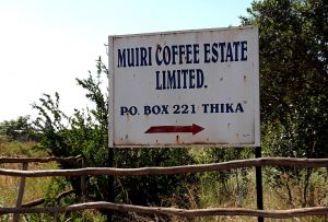 Sign outdoors that says "Muiri Coffee Estate Limited. P.O. Box 221 Thika"