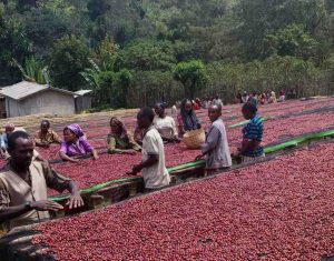 Working laying out coffee cherries on drying beds at Denbi Uddo, Ethiopia