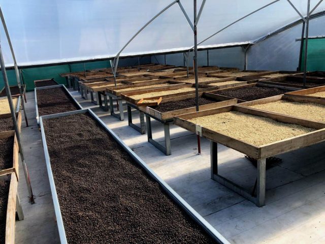 Coffee bean drying beds at Howling Monkey, Panama