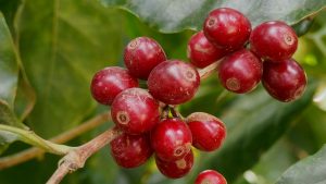 Kenya coffee cherries