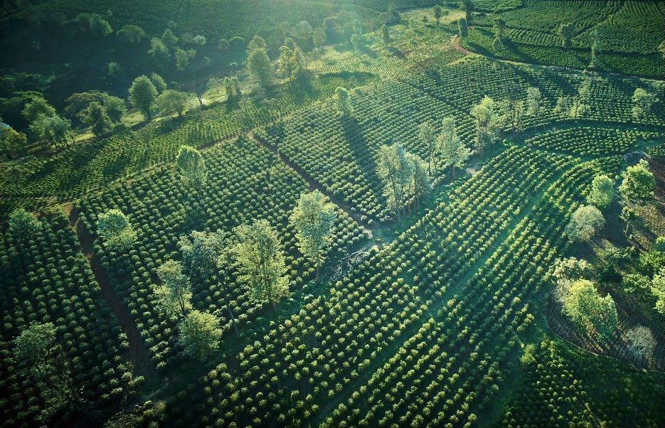 Aerial photo of Kenya Muiri Estate coffee plantation