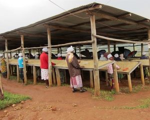 Workers at dukunde kawa sorting dried coffee beans