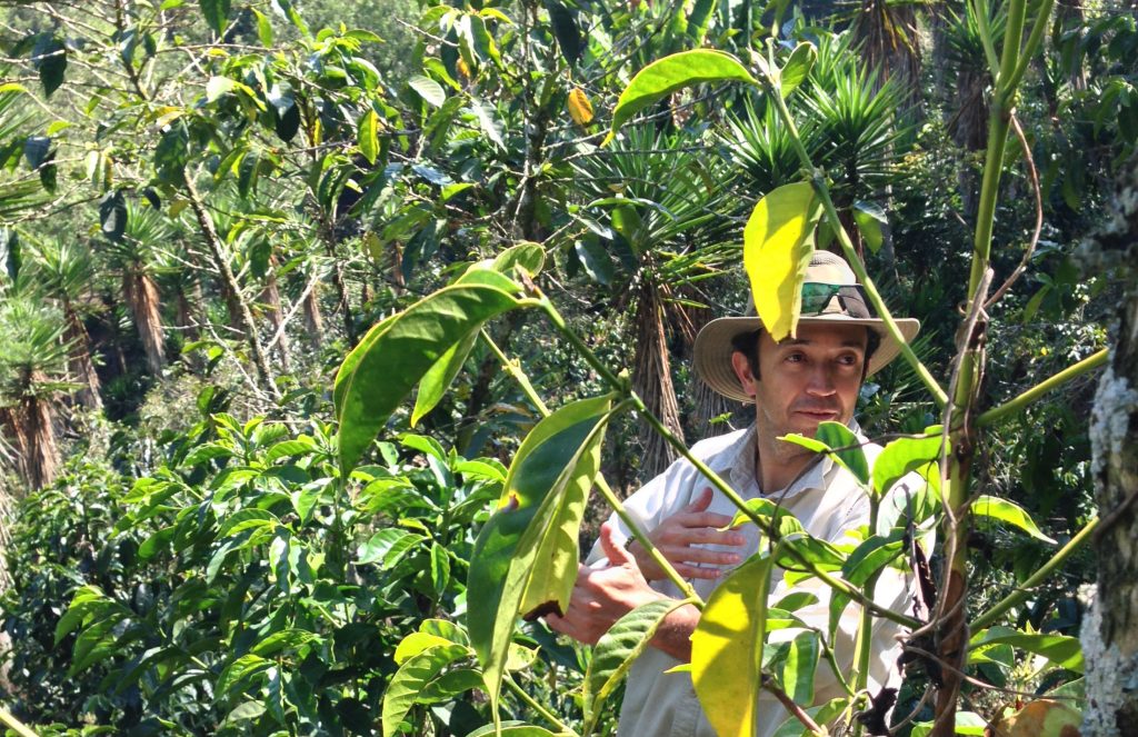 Fernando Diaz standing among coffee plants