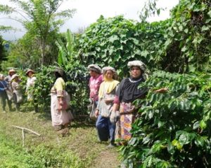 People picking coffee in Sumatra, Indonesia