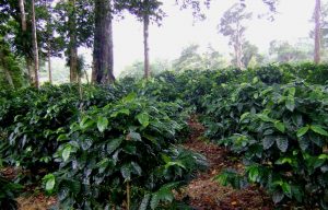 Las Brumas Coffee Plants
