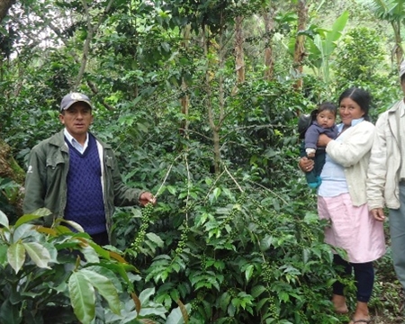 Family standing with a coffee plant