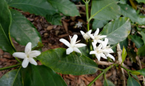 coffee flower in peru