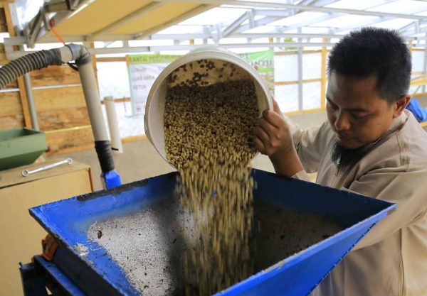 kerinci coffee worker pouring raw coffee into machine