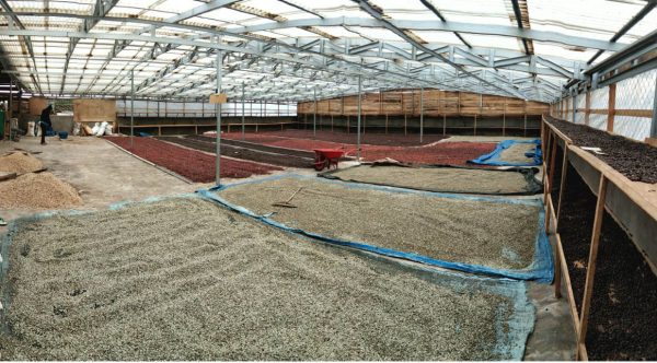 Drying beds at Kerinci in Indonedian Sumatra