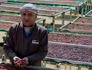 Man holding coffee cherries in front of Mattari drying beds