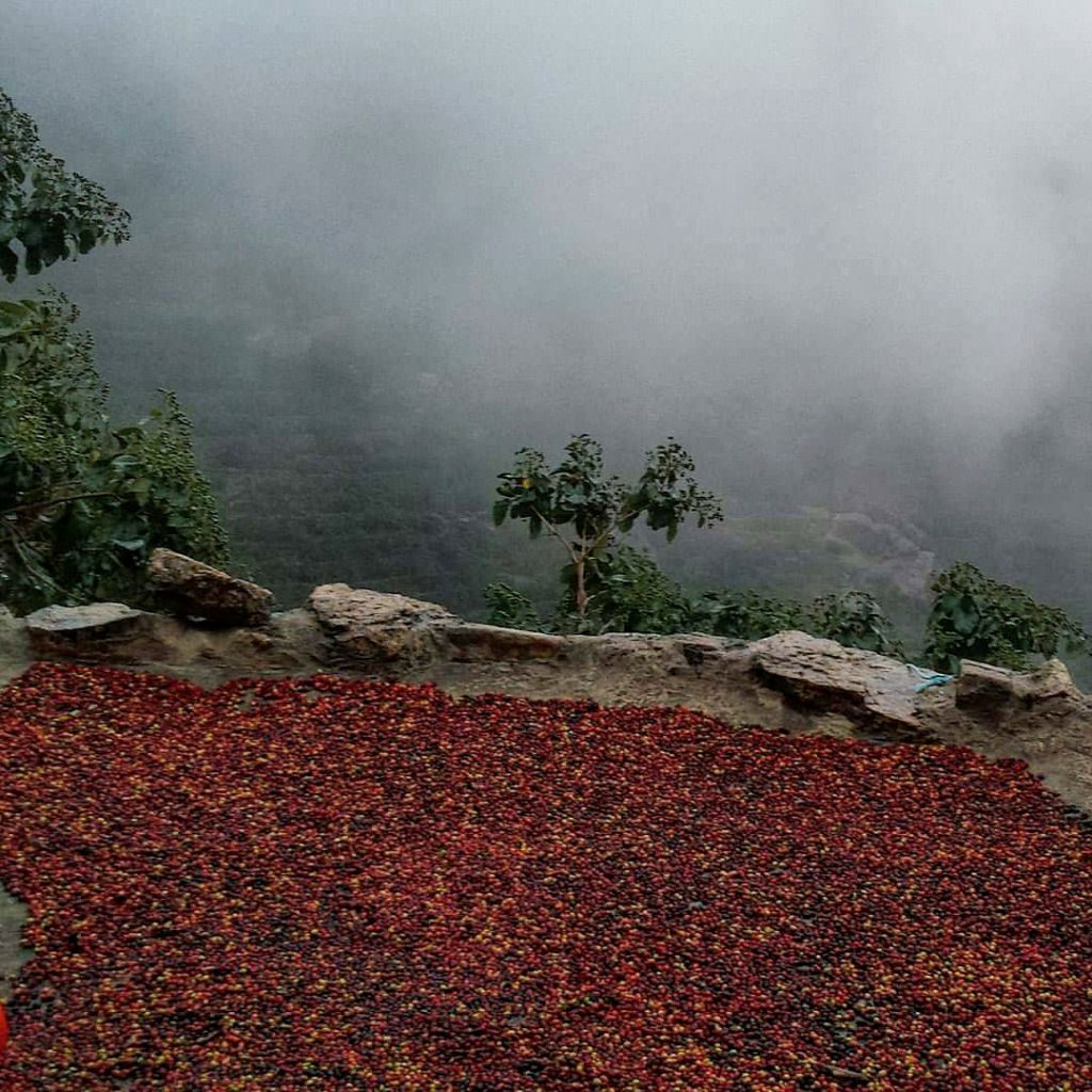 Mattari coffee cherries out to dry on a hazy day