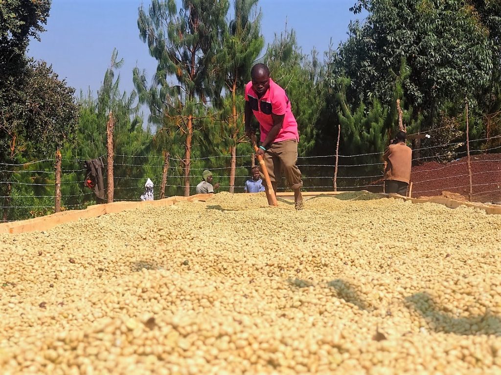 Workers at Mbeya drying coffee beans