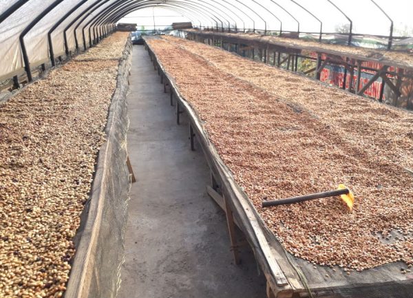 Coffee drying beds at Kerinci