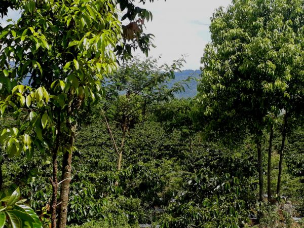 Trees in Indonesian Sumatra