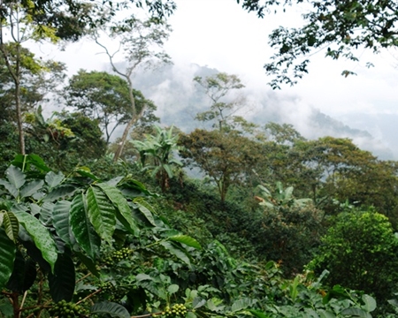 View of coffee field