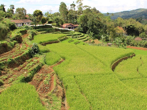 sumatra landscape