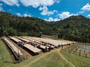 sidamo coffee drying