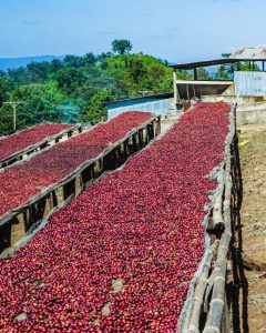 kayon mountain coffee drying