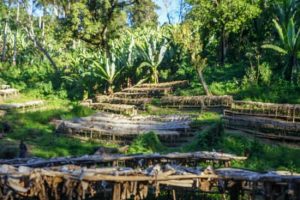 kayon mountain coffee nursery