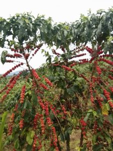 kayon mountain coffee trees