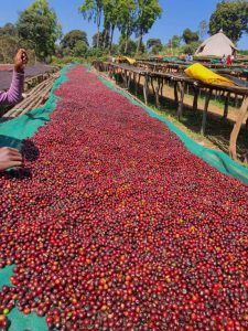 kayon mountain coffee sorting