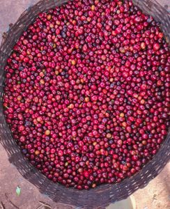 kayon mountain coffee cherries