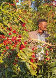 kayon mountain farmer